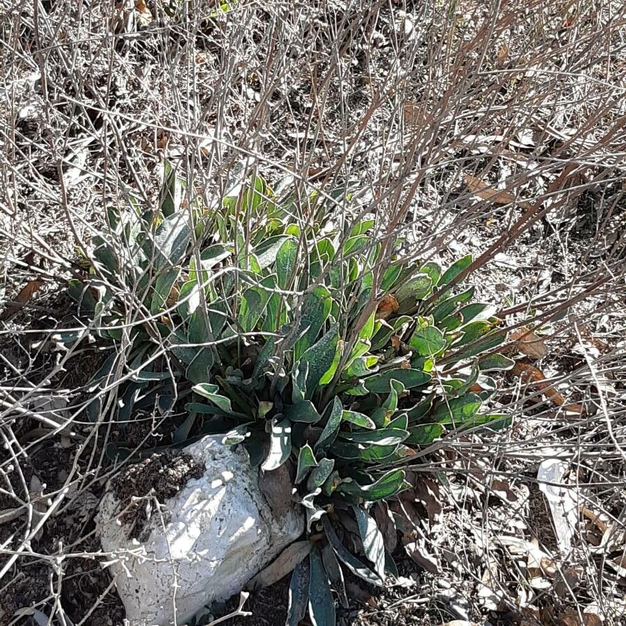 Limonium malacitanum leaf