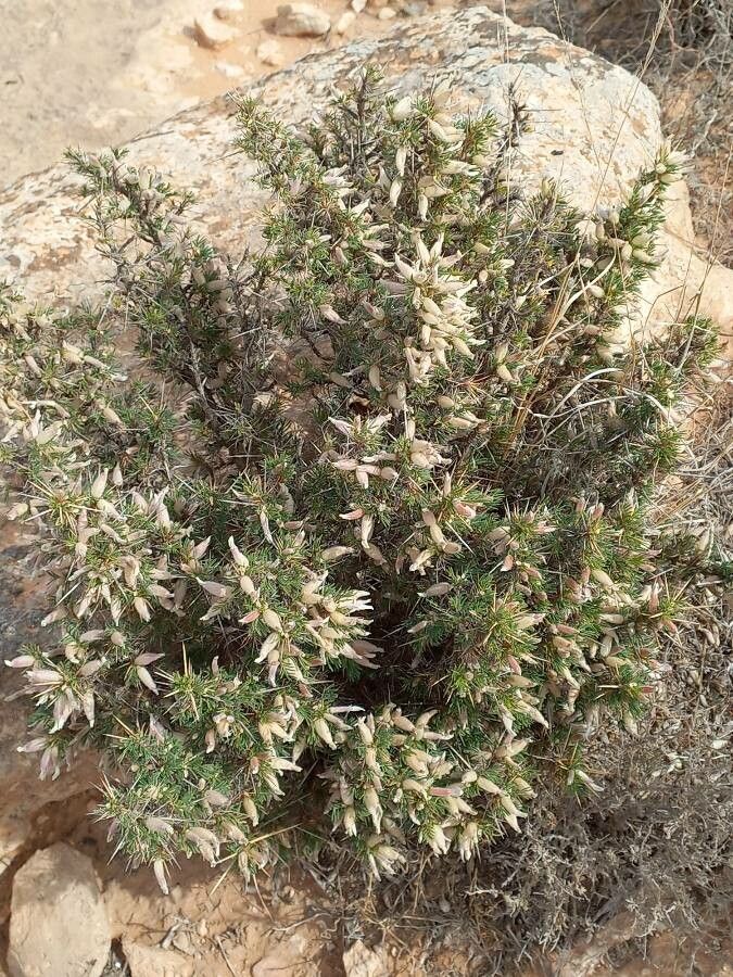 Astragalus armatus — search result for 'Astragalus'