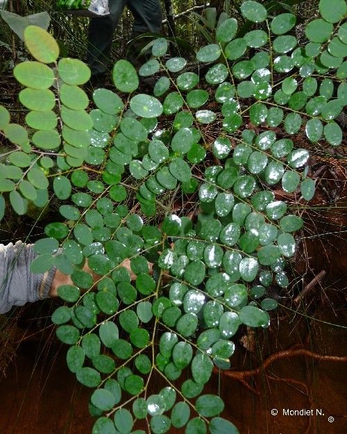 Phyllanthus virgultiramus leaf