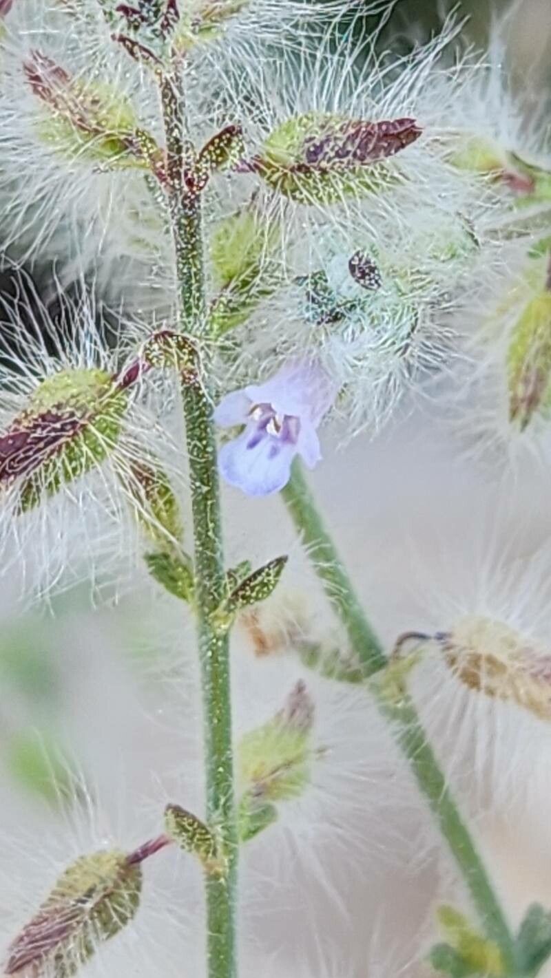 Salvia santolinifolia flower