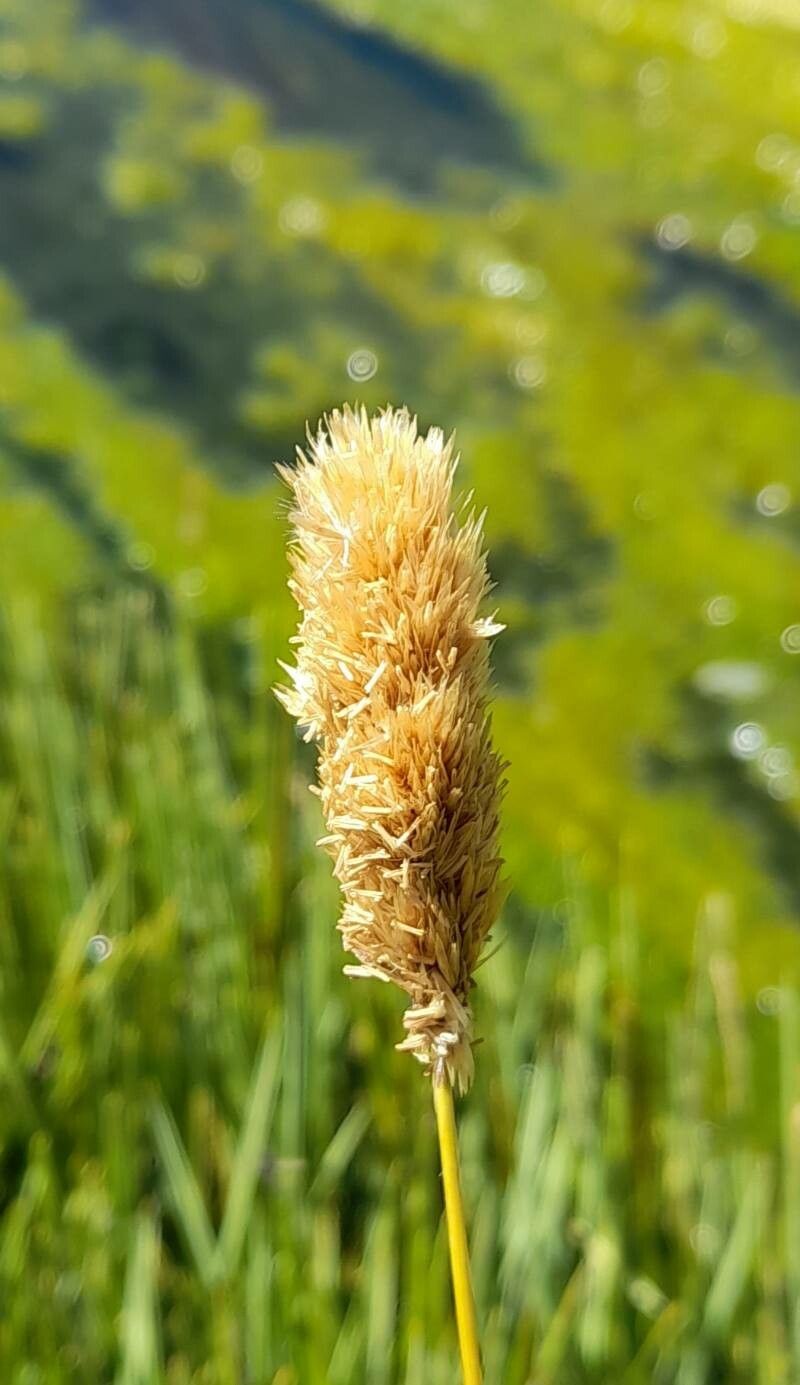 Deschampsia chrysantha — related species from the same genus