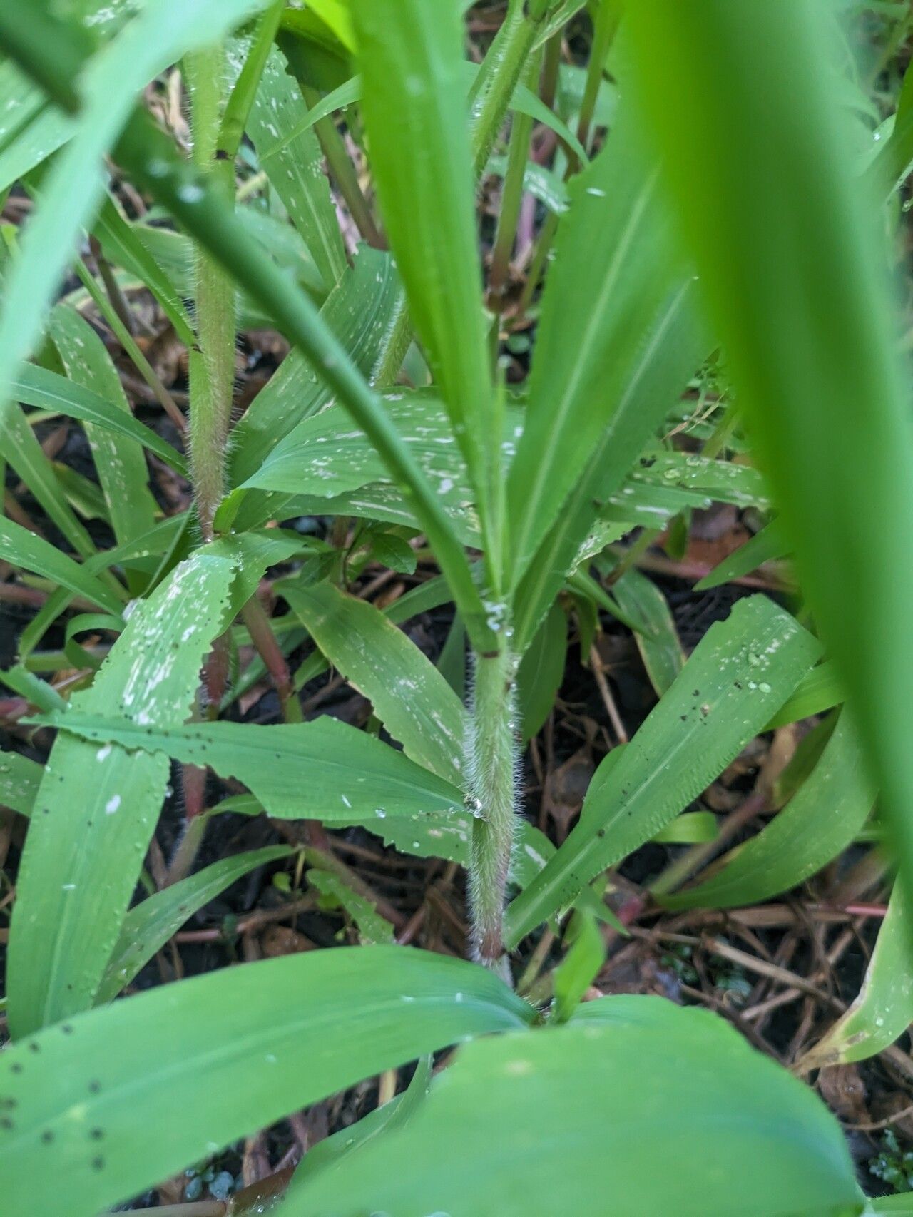 Paspalum repens bark
