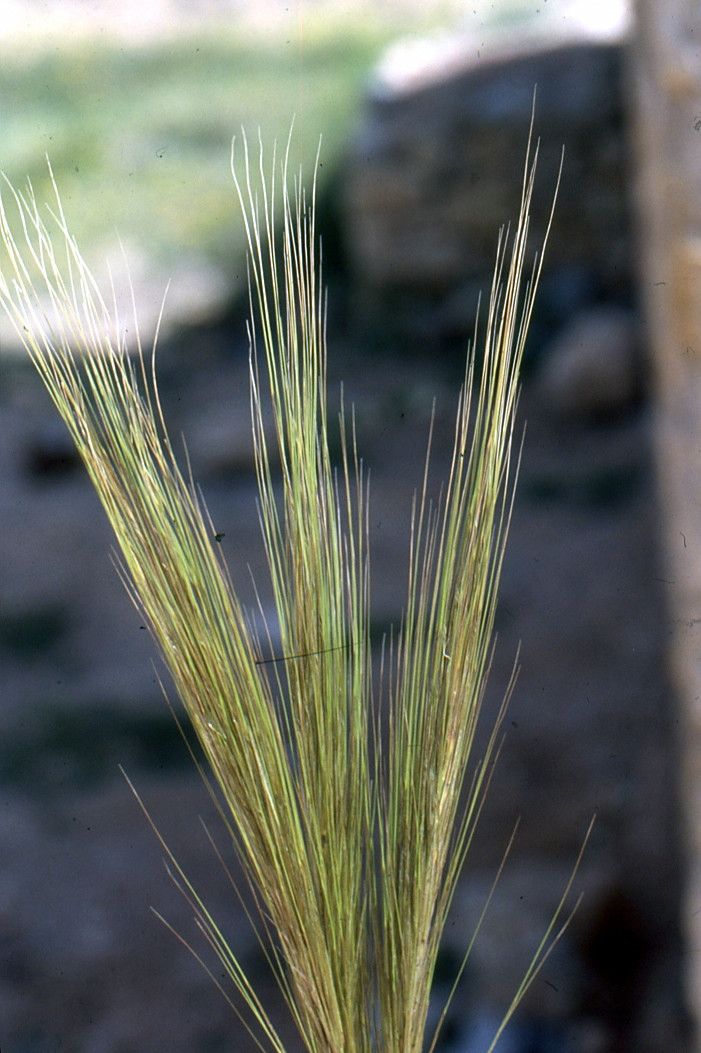 Stipa parviflora flower
