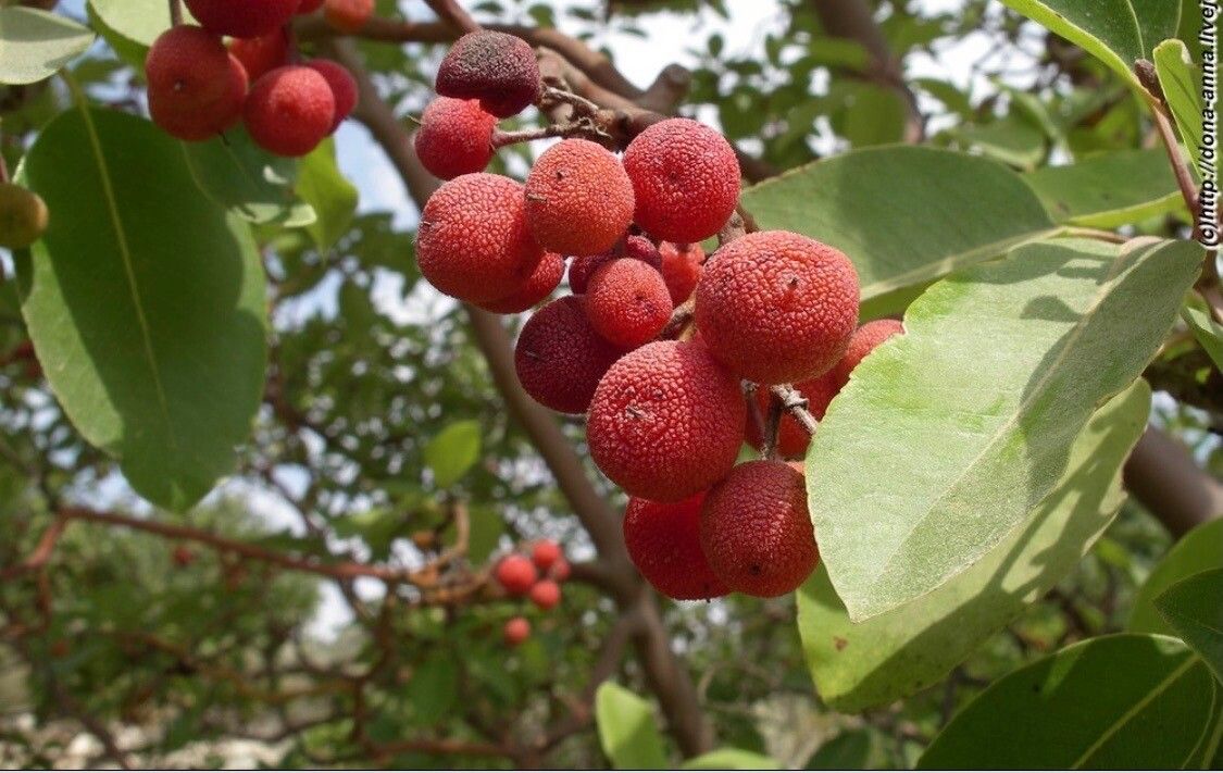 Arbutus menziesii fruit