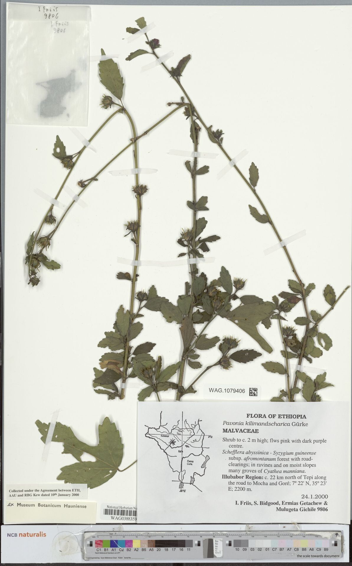 Pavonia kilimandscharica — search result for 'Pavonia'