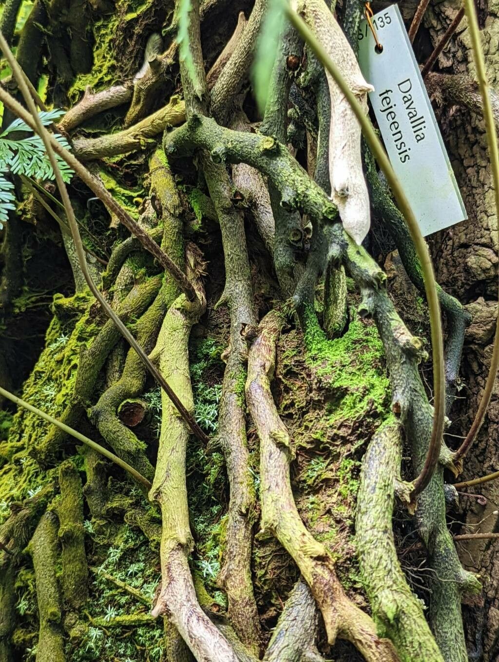 Davallia solida bark