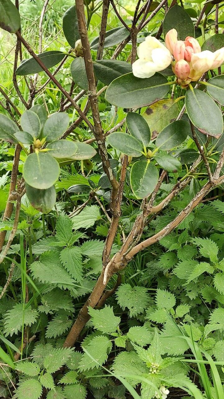 Rhododendron aureum bark