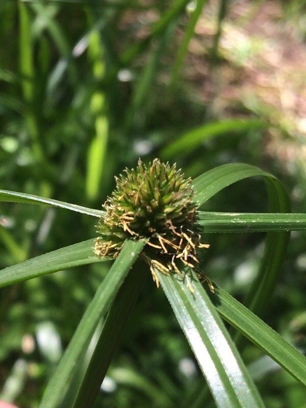 Kyllinga elata flower