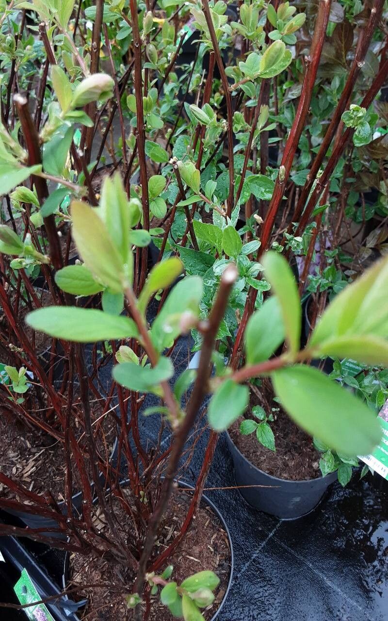 Spiraea × billardii — search result for 'Spiraea'