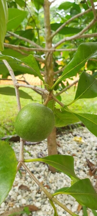 Atractocarpus fitzalanii fruit