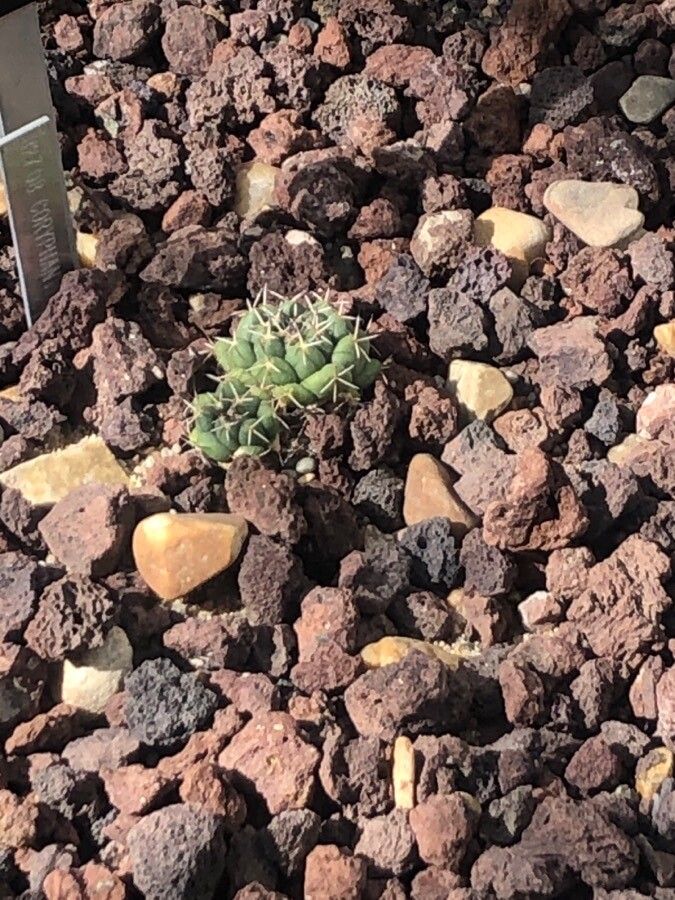 Coryphantha maiz-tablasensis leaf