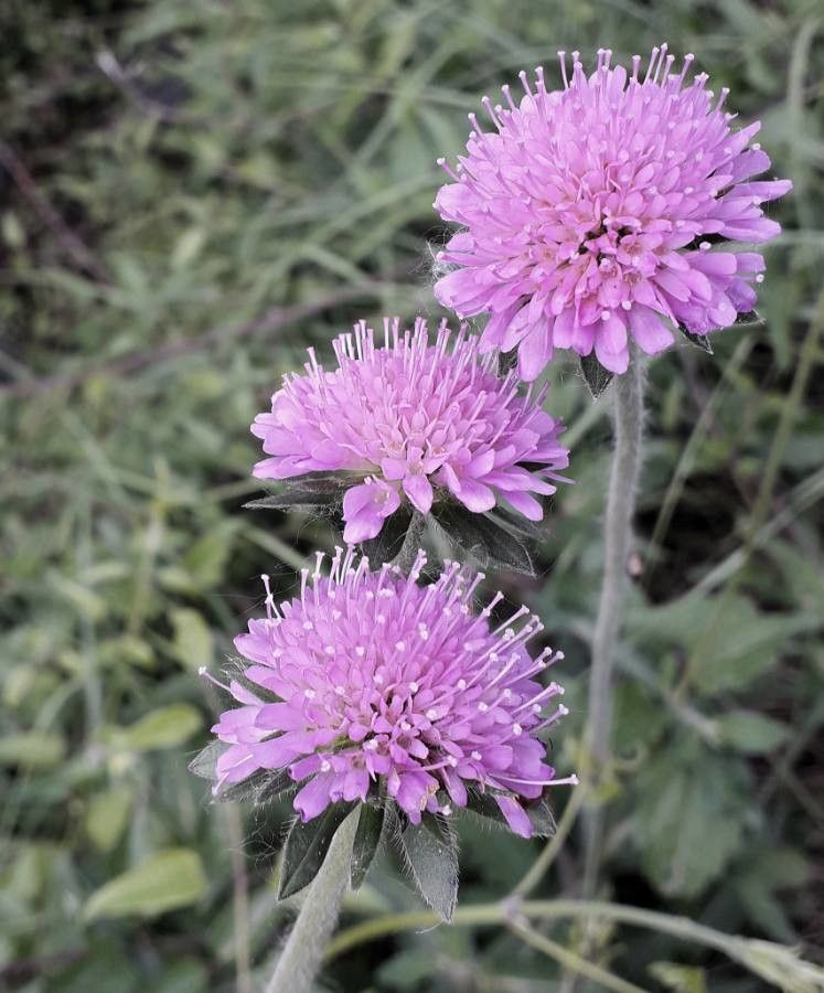 Knautia arvensis flower