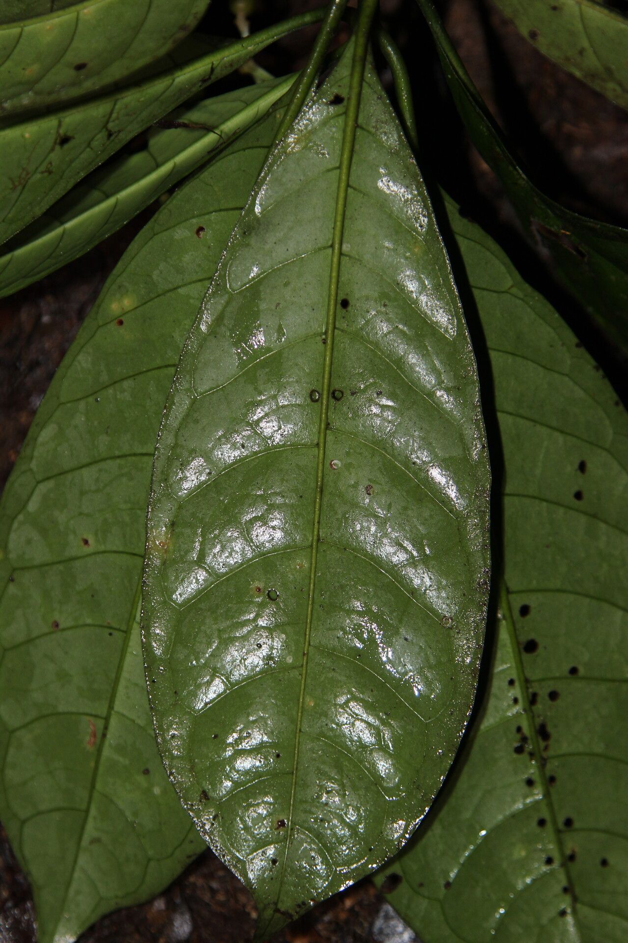 Psychotria droissartii — houseplant care guide