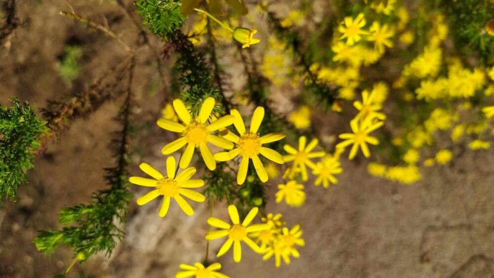 Euryops linearis flower