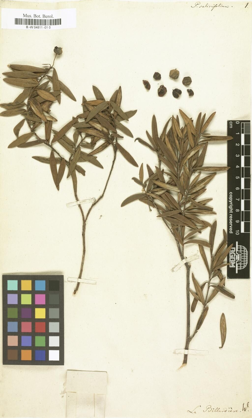 Pittosporum salicifolium — search result for 'Pittosporum'