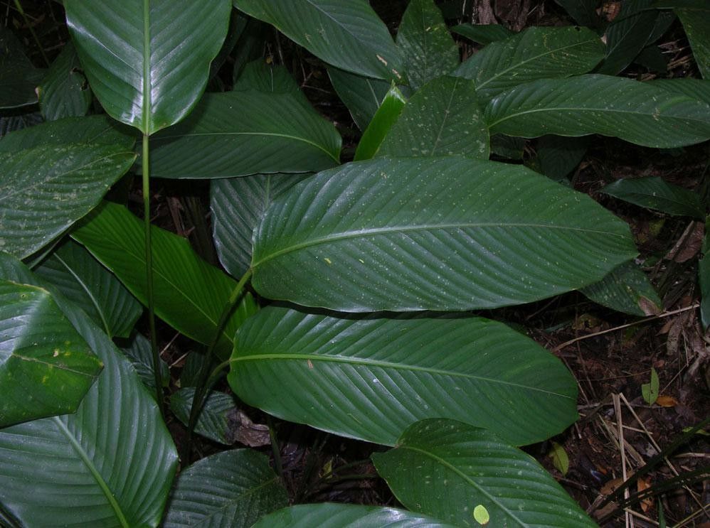 Goeppertia hammelii — search result for 'Goeppertia'