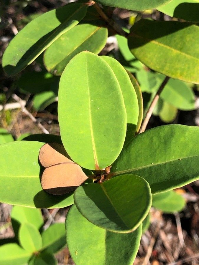 Cratoxylum glaucum — related species from the same genus