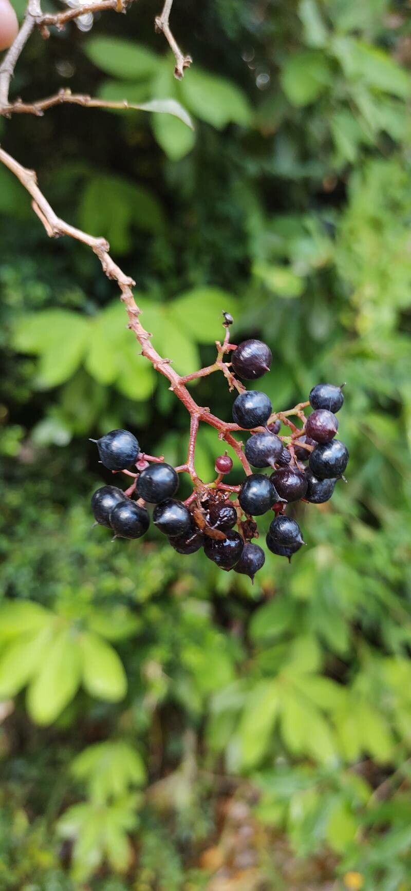 Clematicissus striata fruit