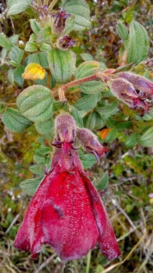 Tibouchina grossa — search result for 'Melastomataceae'