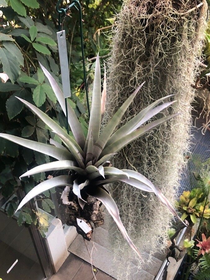 Tillandsia mima — houseplant care guide