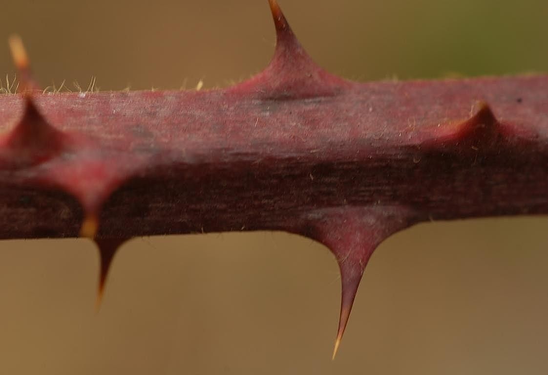 Rubus gracilis bark
