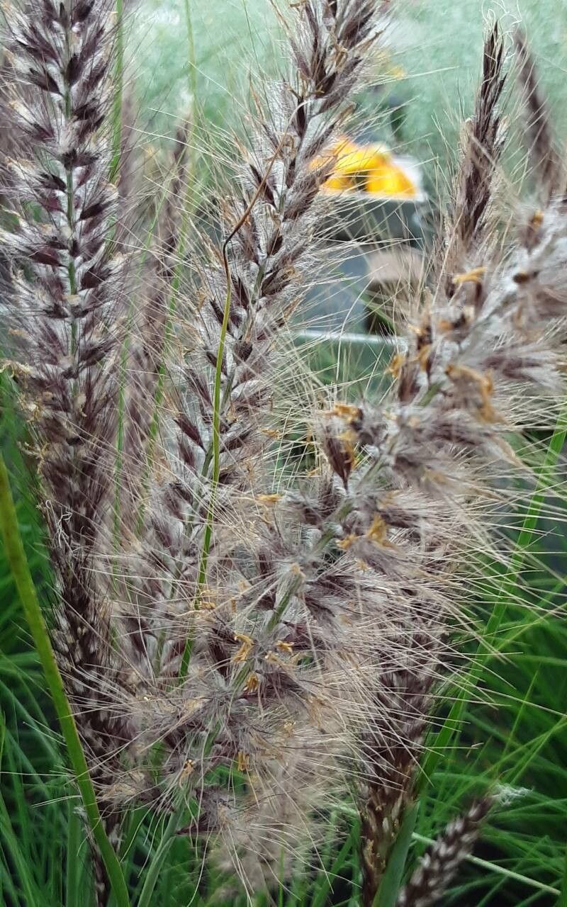 Cenchrus hohenackeri flower