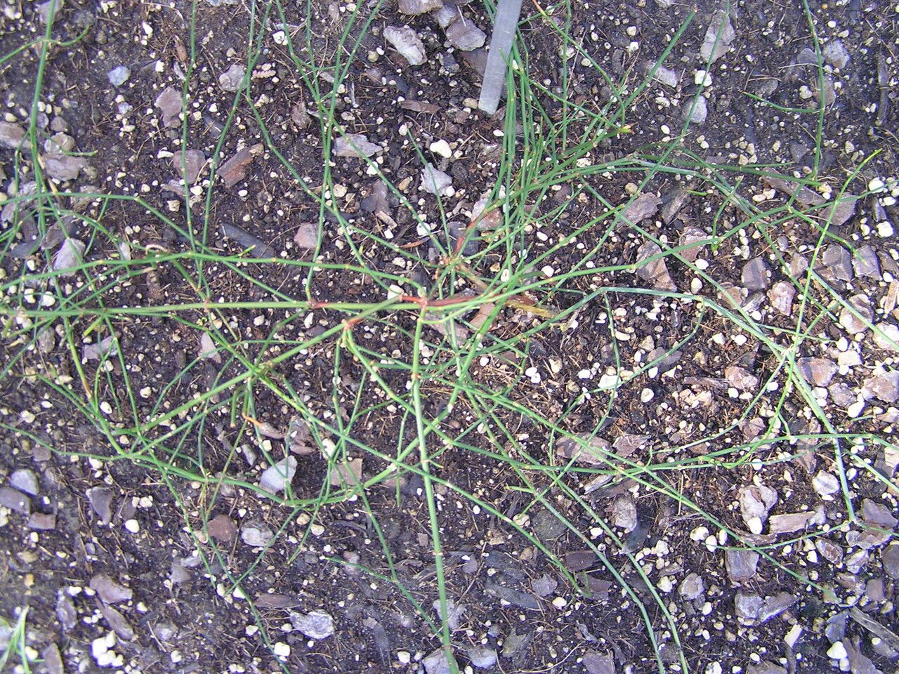 Ephedra chilensis — search result for 'Ephedra'