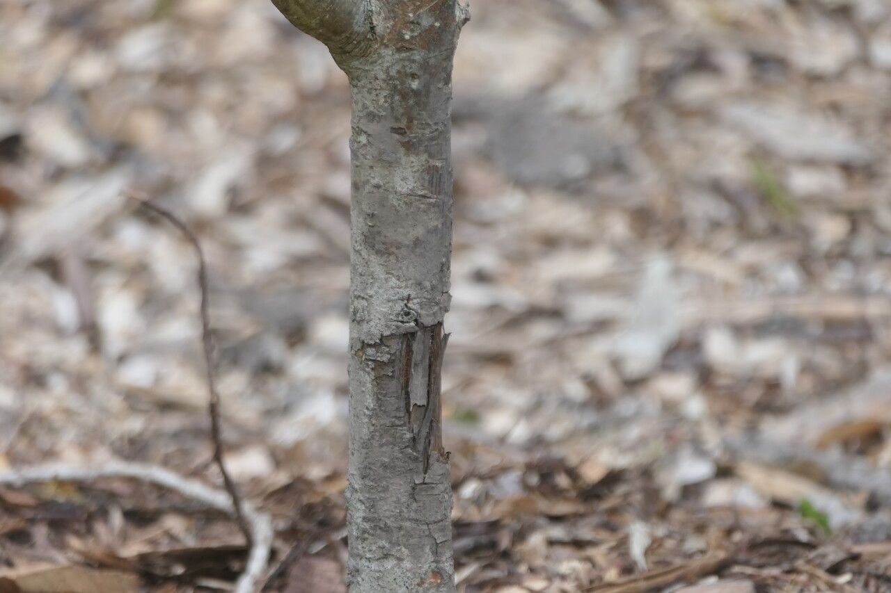 Fraxinus platypoda bark