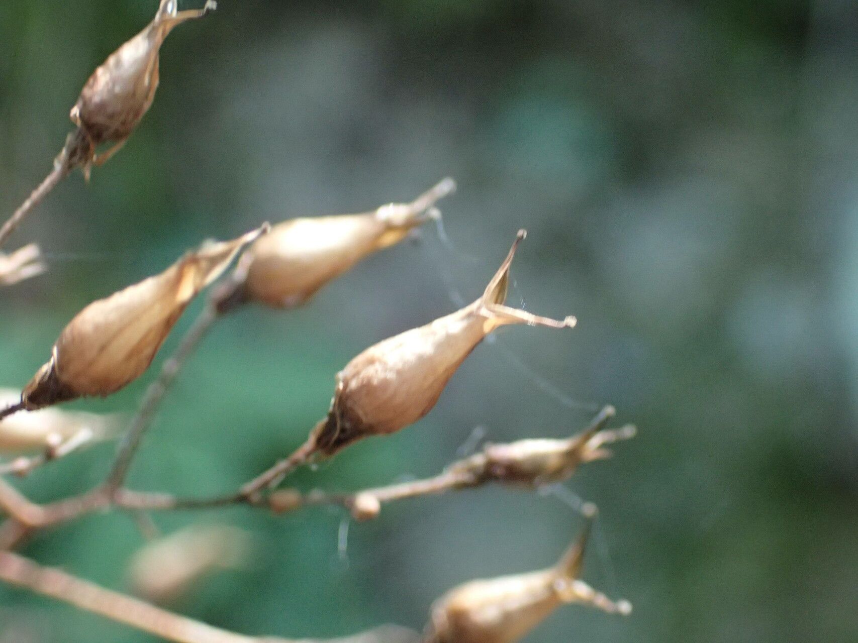 Saxifraga umbrosa fruit