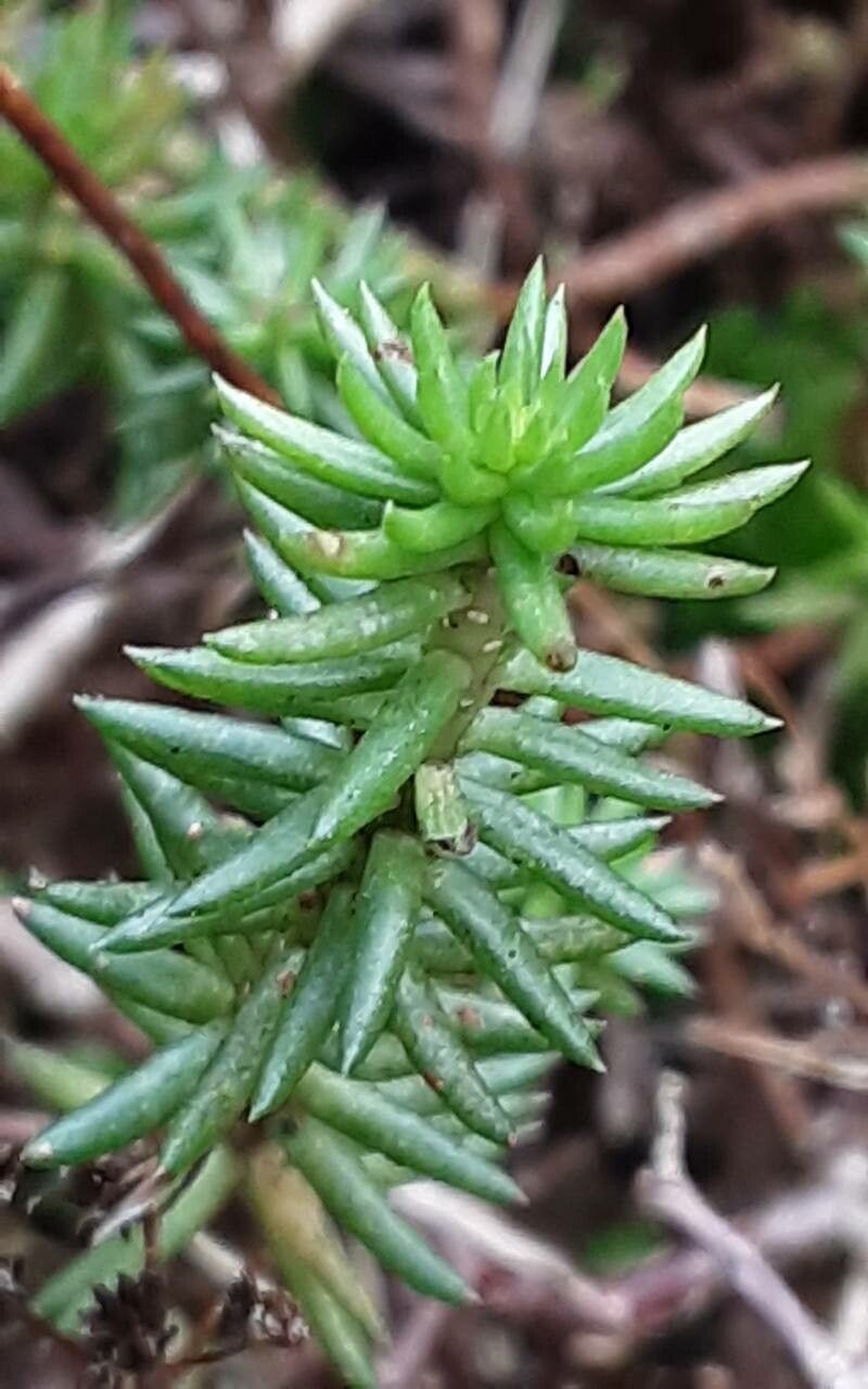 Petrosedum forsterianum leaf