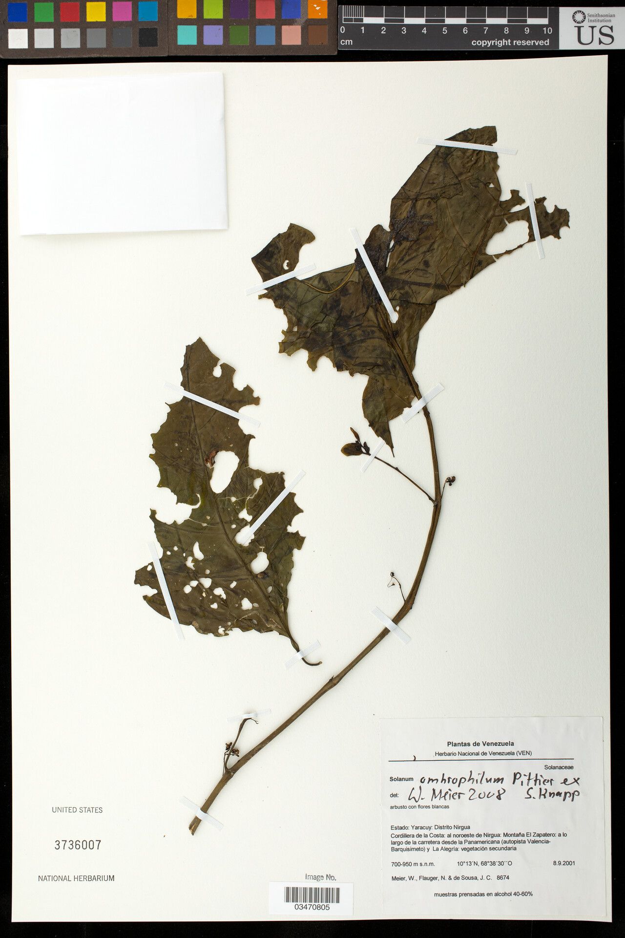 Solanum ombrophilum — houseplant care guide