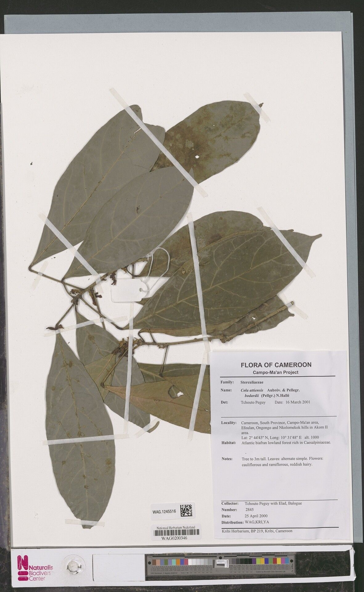Cola bodardii — houseplant care guide