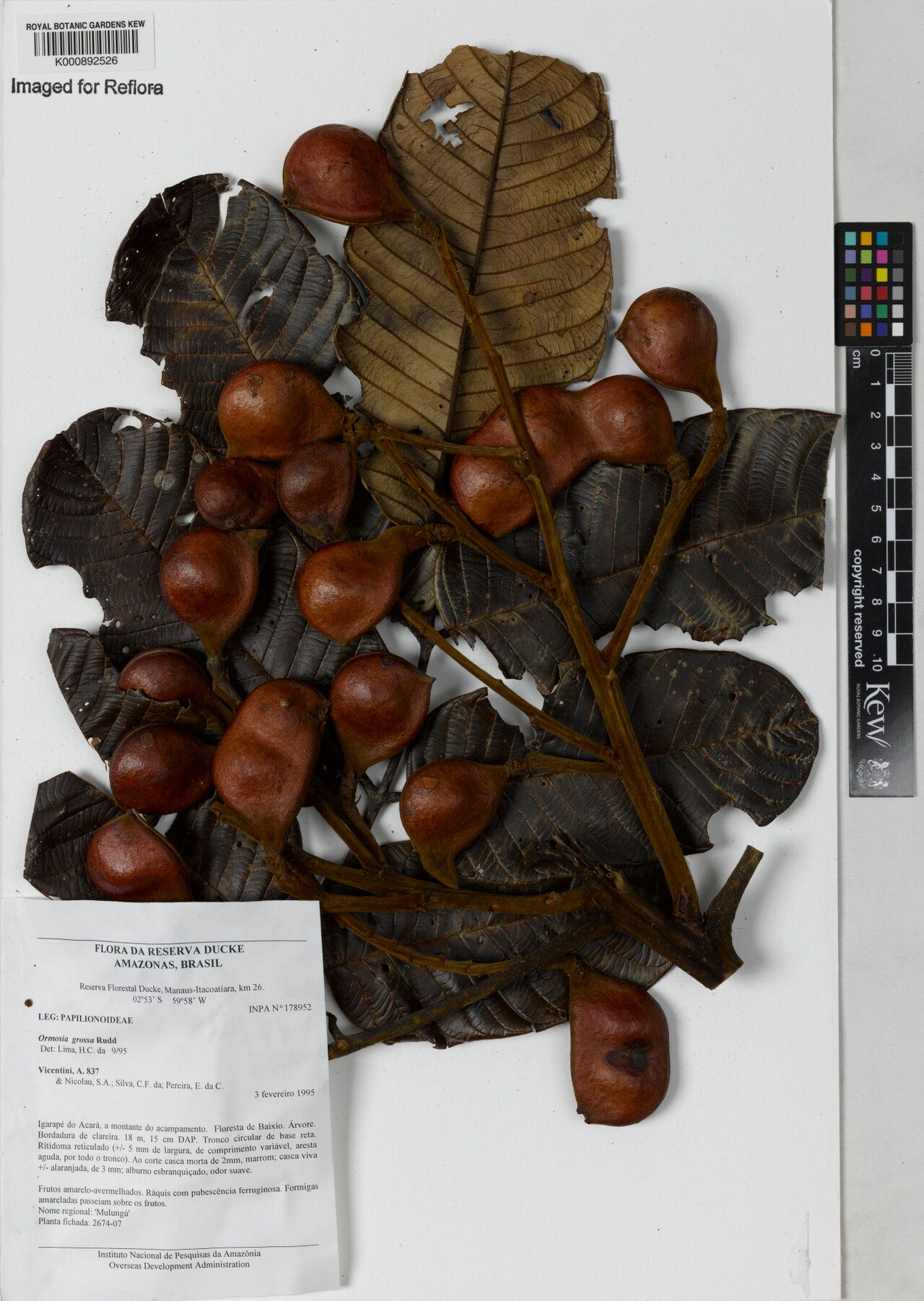 Ormosia grossa — houseplant care guide