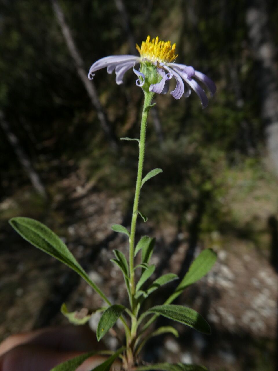 Aster willkommii — houseplant care guide