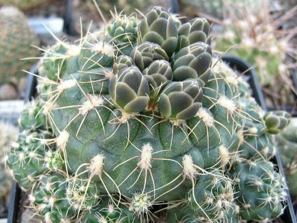 Gymnocalycium andreae — search result for 'Gymnocalycium'