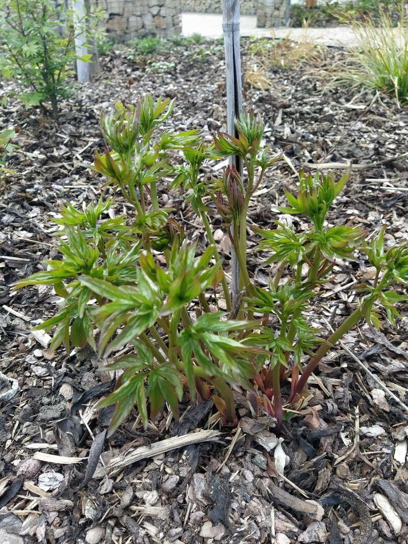 Paeonia anomala leaf