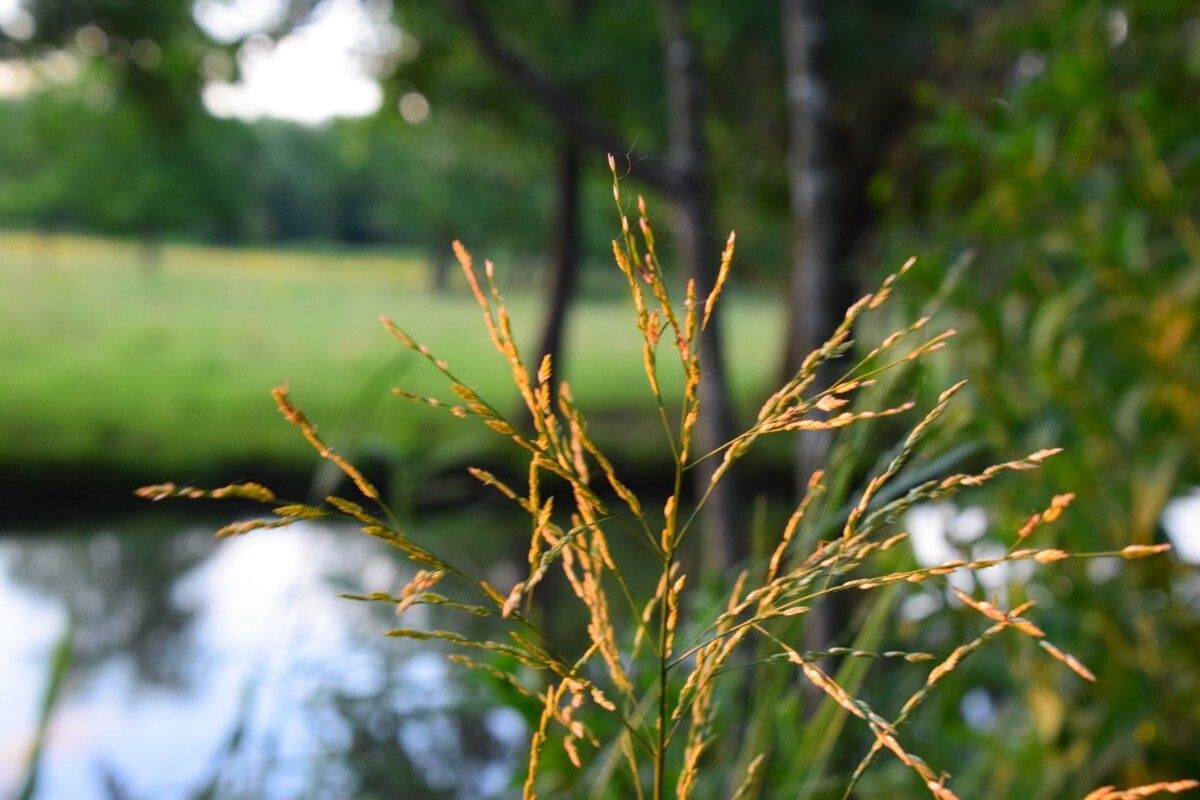 Glyceria maxima fruit