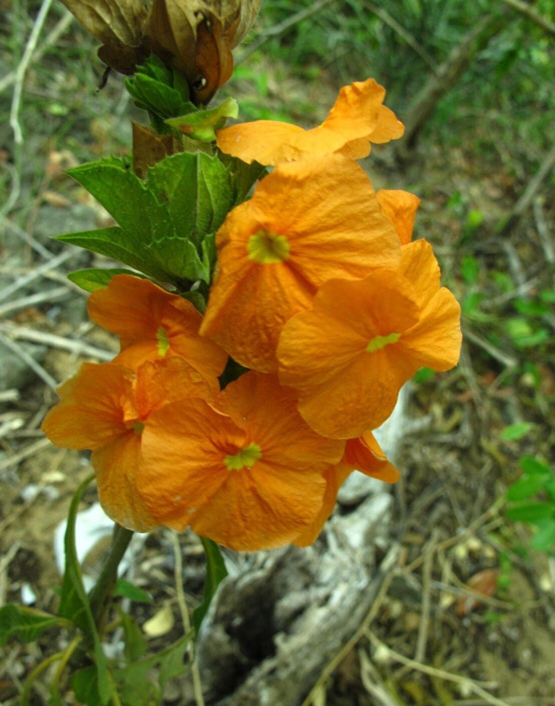 Crossandra albolineata — related species from the same genus