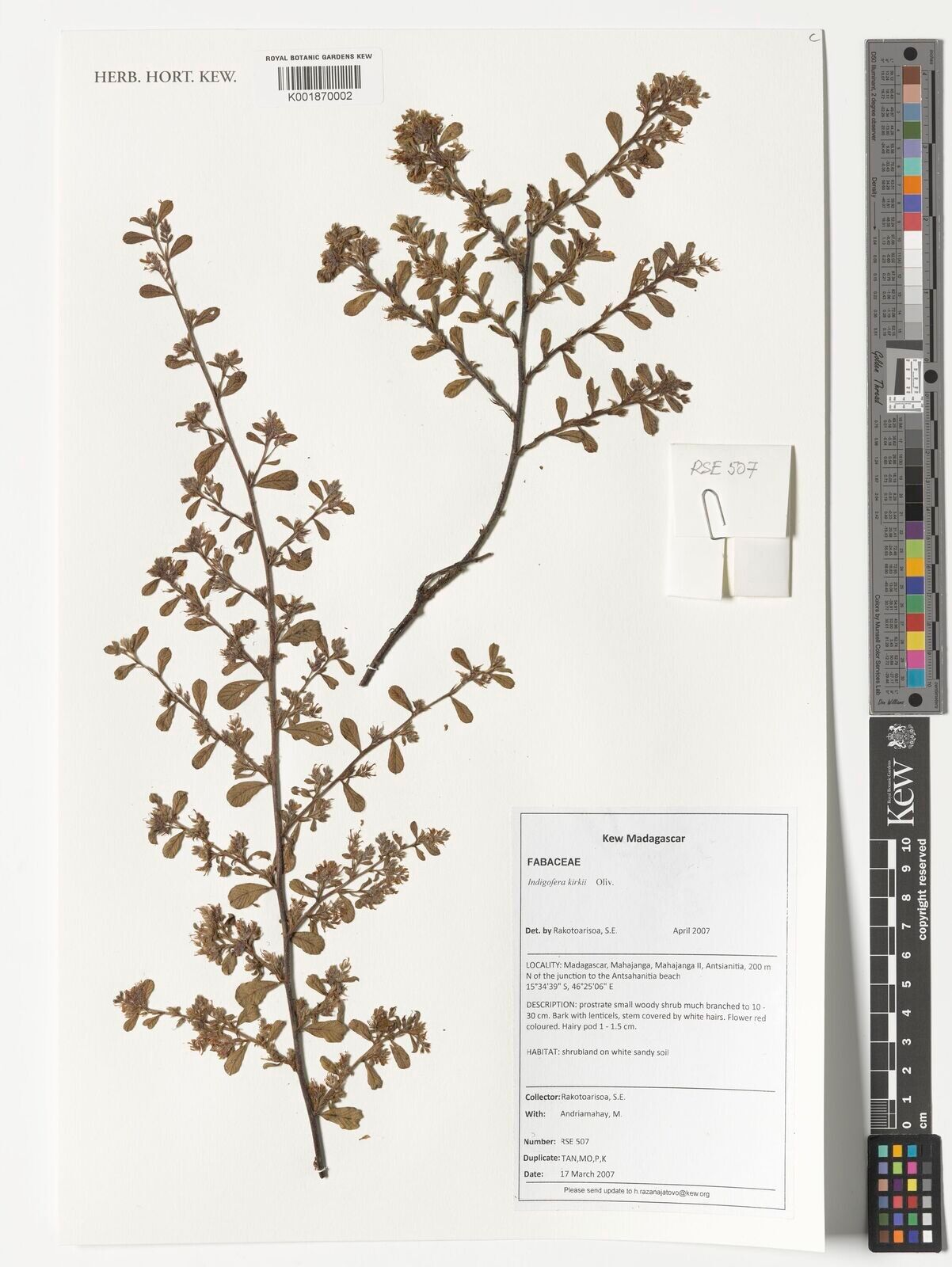 Indigofera kirkii — houseplant care guide