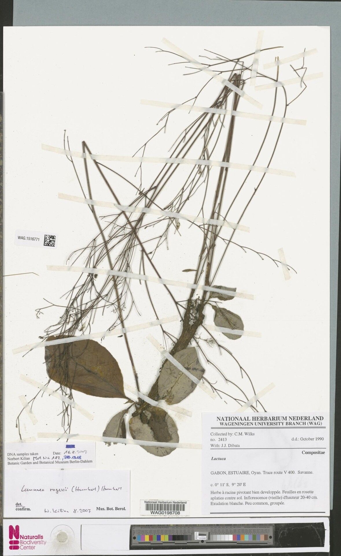 Launaea rogersii — houseplant care guide