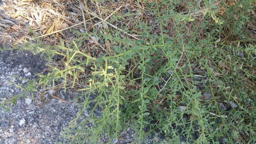 Alhagi maurorum leaf