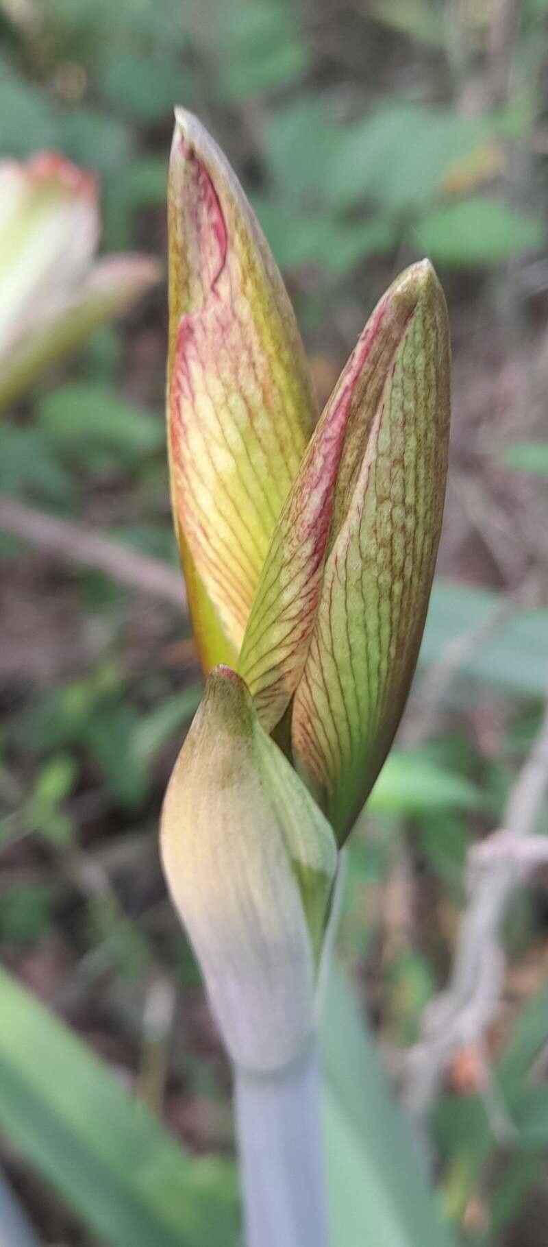 Hippeastrum iguazuanum other