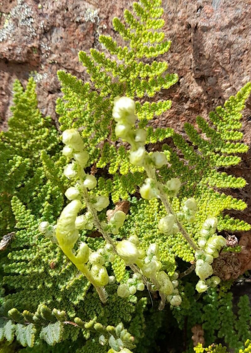 Hemionitis myriophylla other