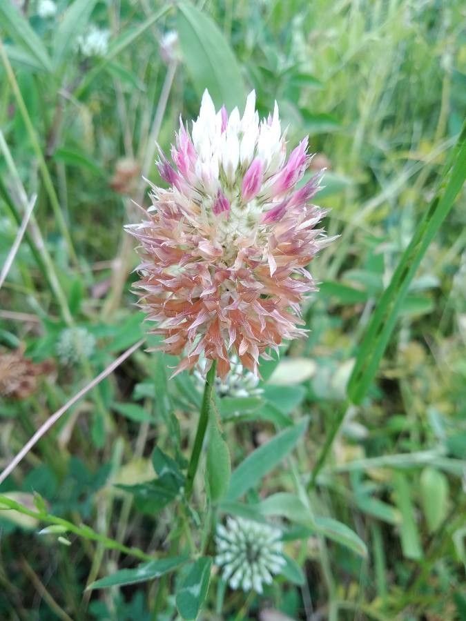 Trifolium vesiculosum flower