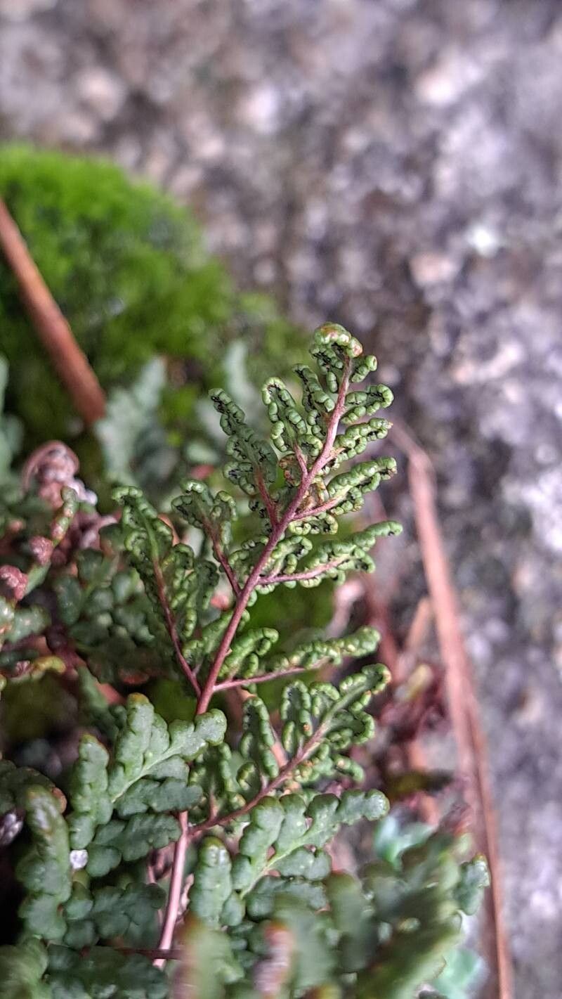 Hemionitis tinaei fruit