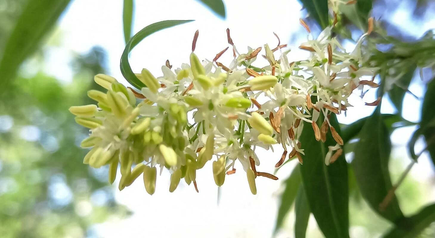 Fontanesia philliraeoides flower