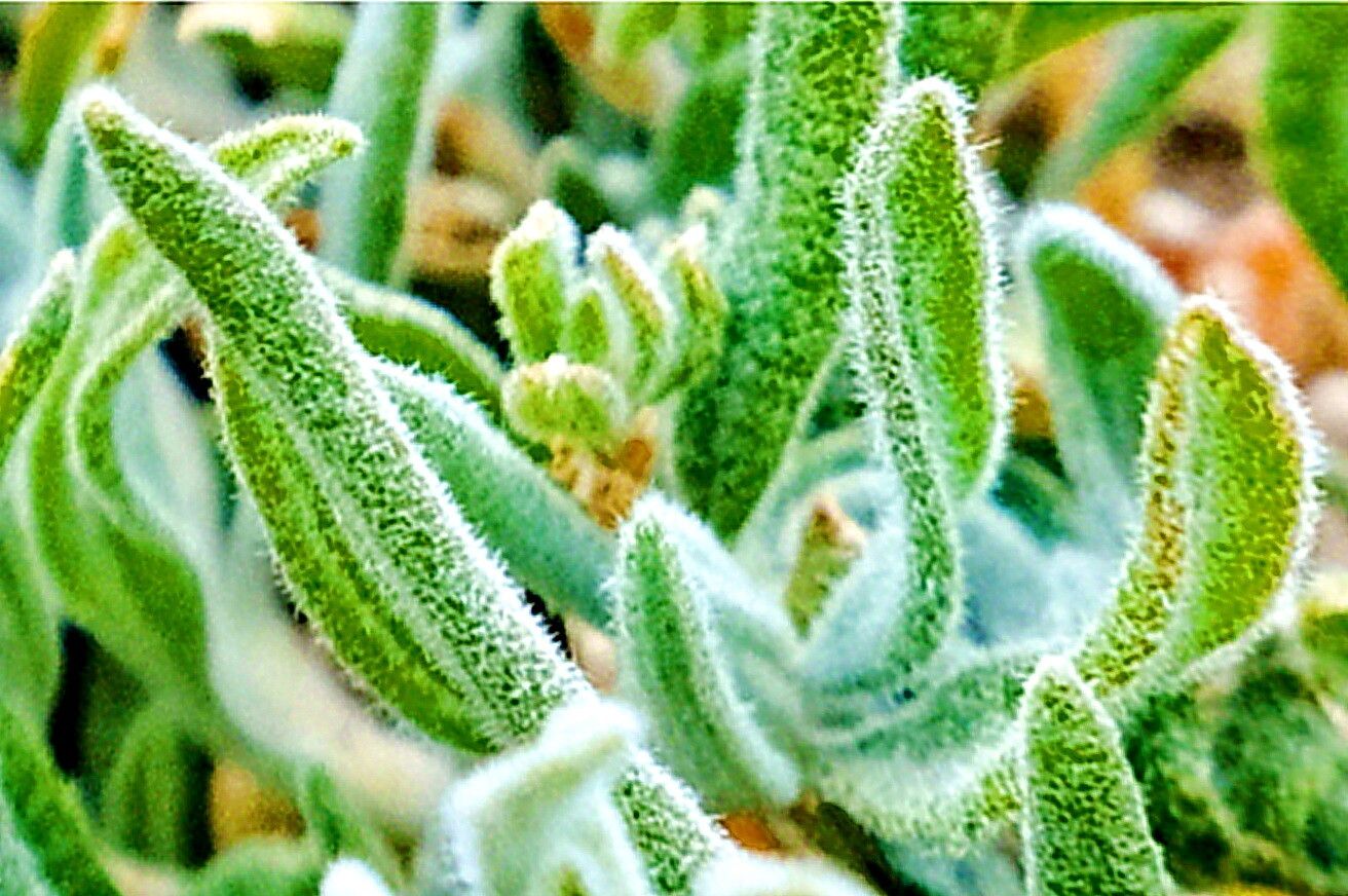 Krascheninnikovia ceratoides leaf