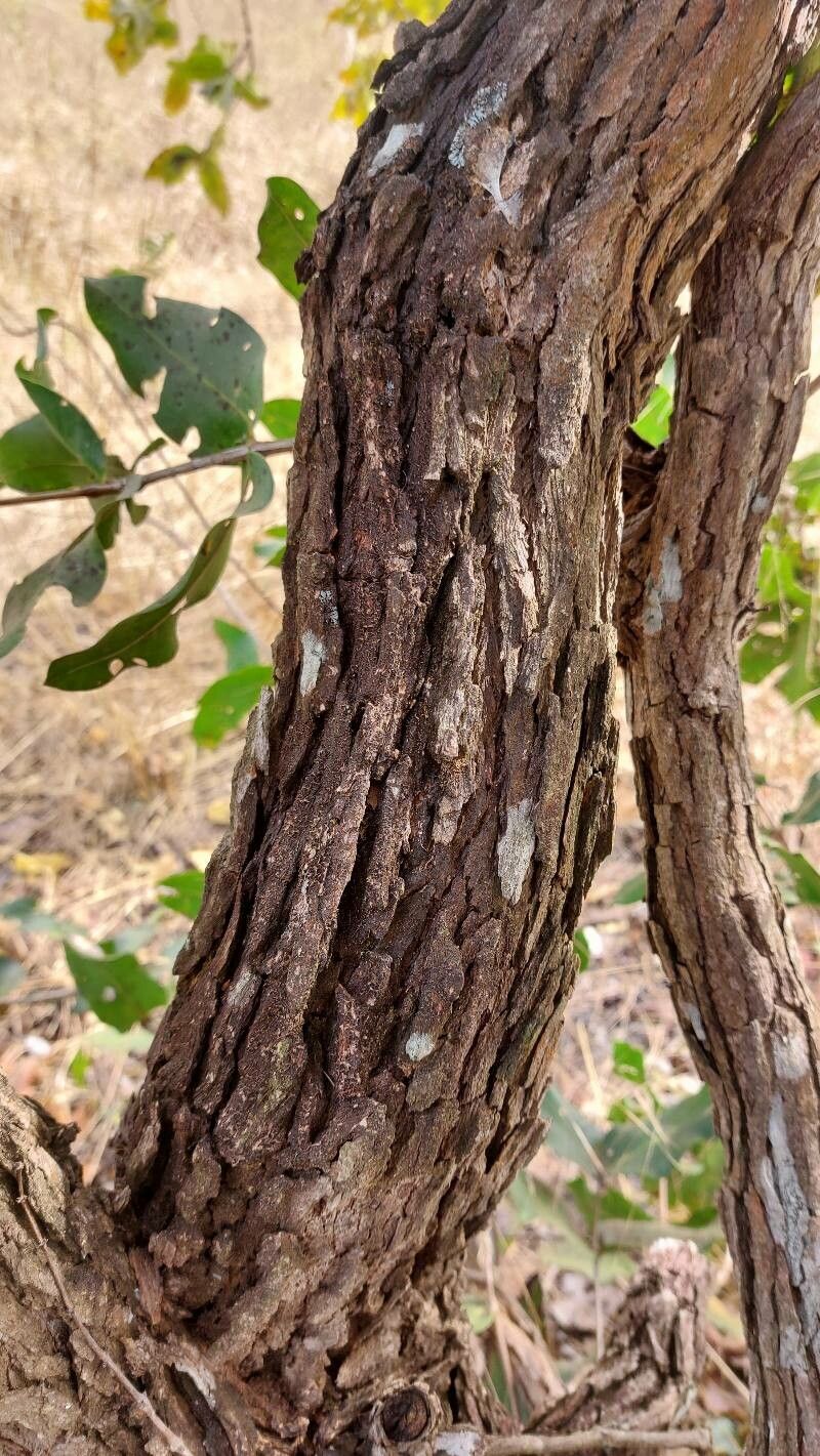 Mouriri elliptica bark