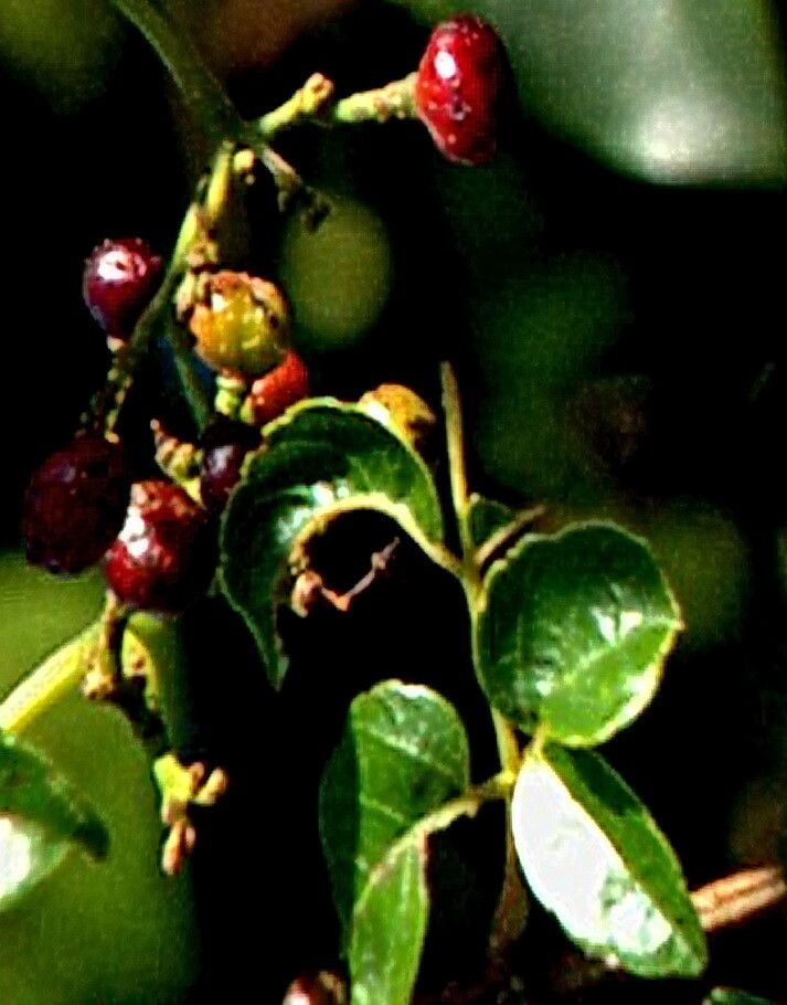 Nekemias cantoniensis — search result for 'Ampelopsis'