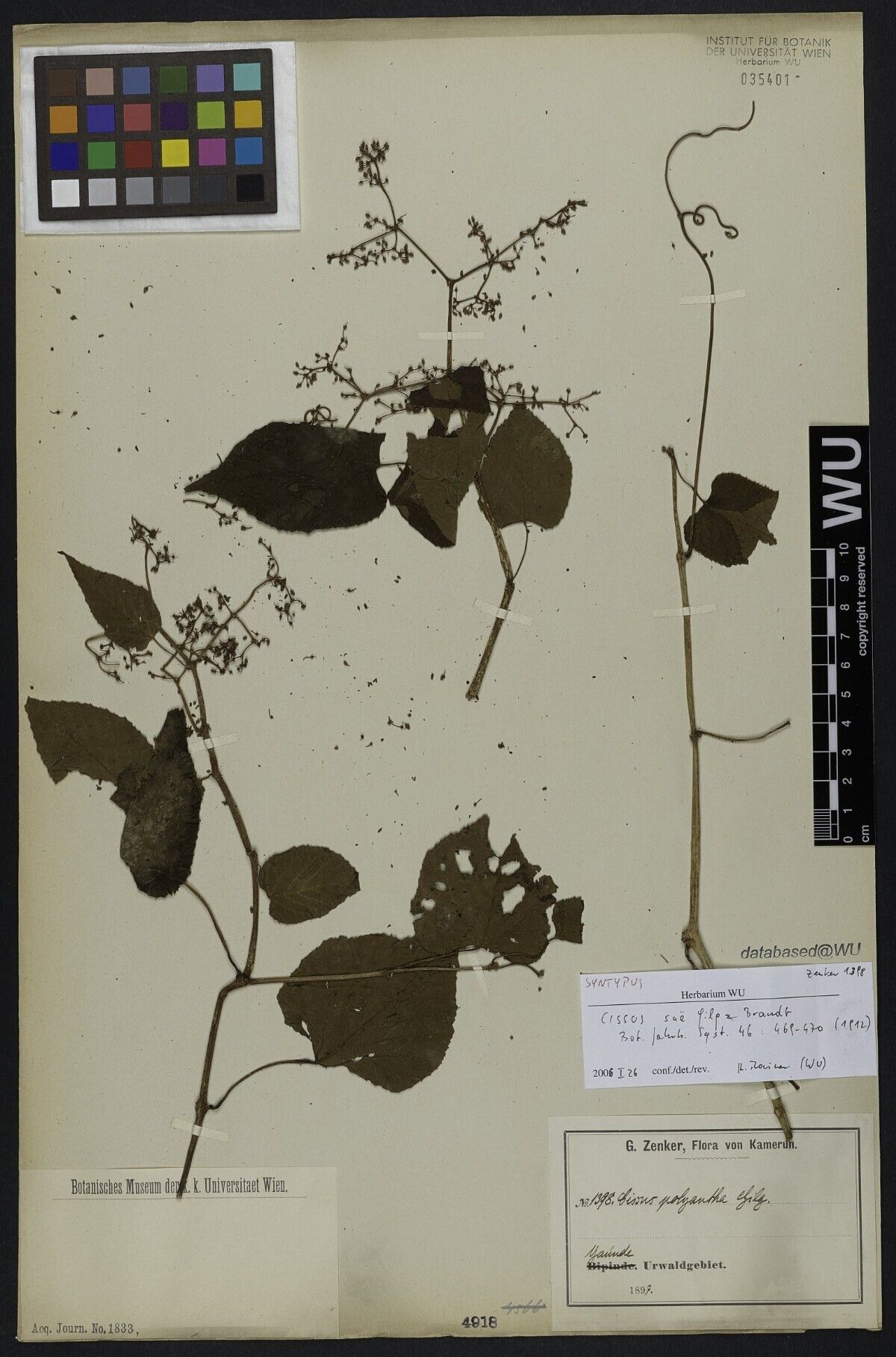 Cissus sue — houseplant care guide